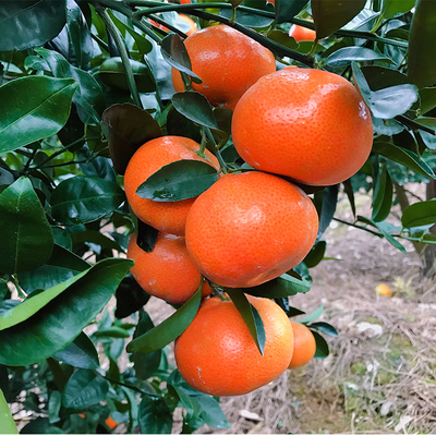 科特玫瑰柑非沃柑砂糖橘现孕妇水果无核10斤桔子