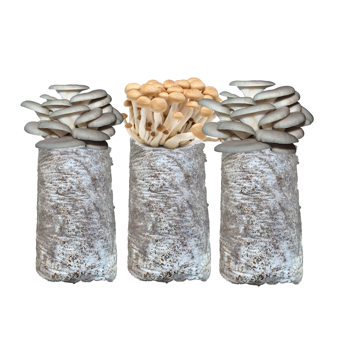 蘑菇种植包平菇菌包种蘑菇食用菌菌种家庭种植蘑菇菌种子新鲜菌菇