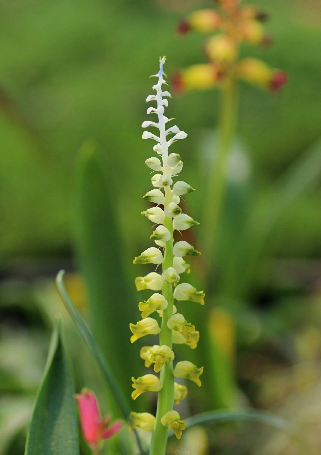 秋植球根金花帽子多年生易养绿植盆栽冬春开花时令草本花卉