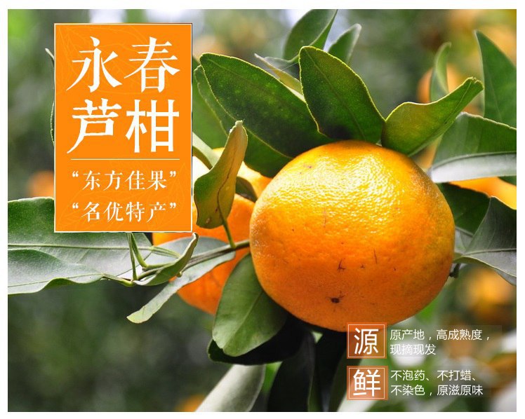 正宗福建新鲜水果永春芦柑沙糖蜜桔椪柑7075mm桔子