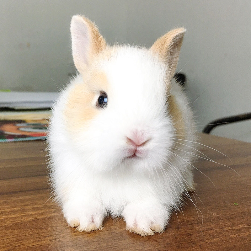 侏儒兔子活物小型好养宠物道奇海棠茶杯兔长兔