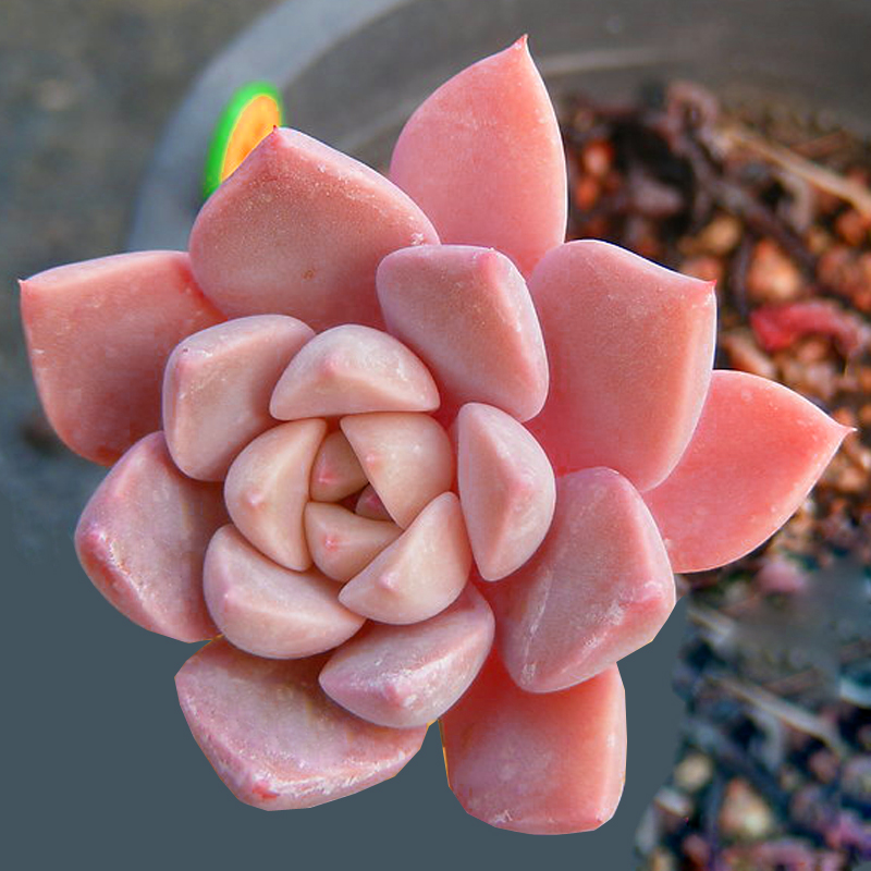 多肉植物红粉佳人pink办公室内阳台桌面绿植园艺新款花卉组合盆栽