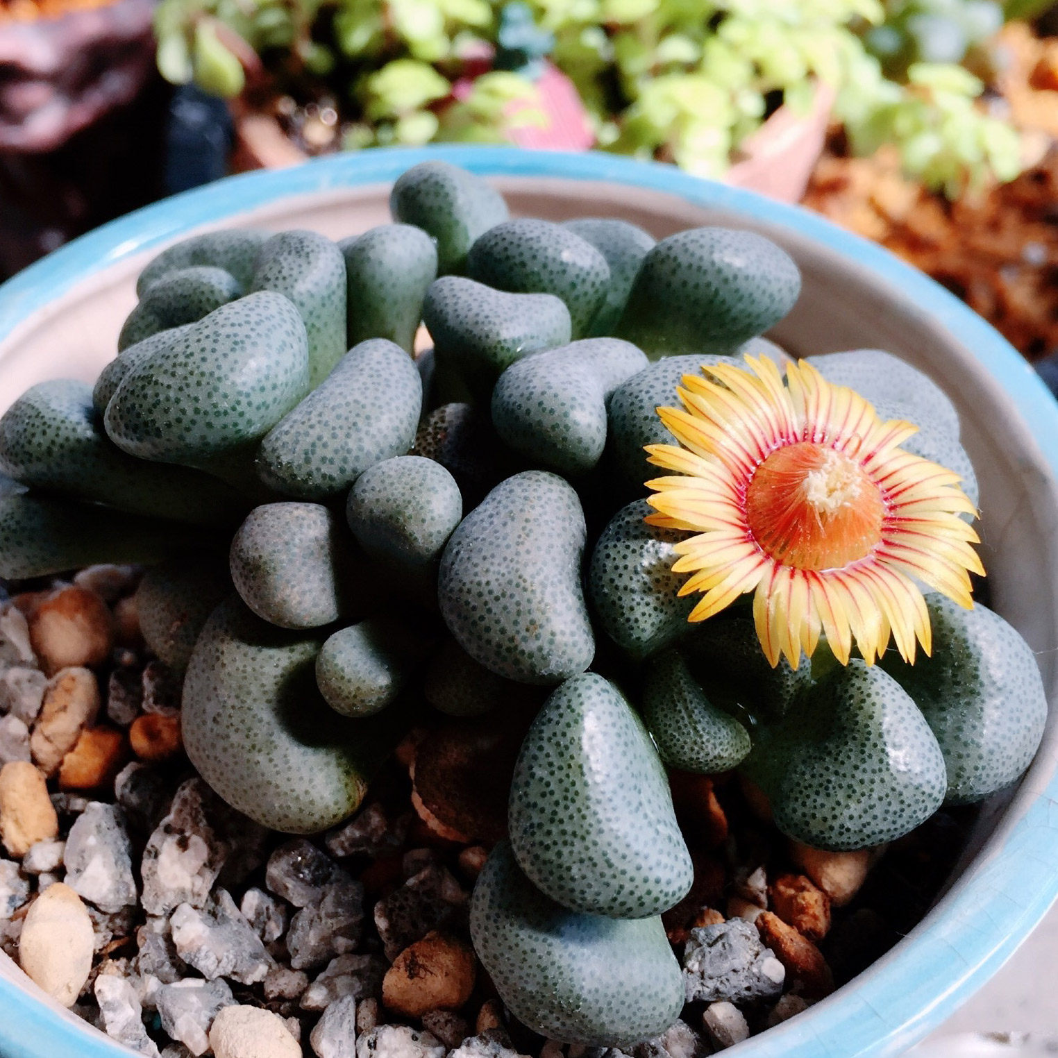 多肉植物唐扇群生多头办公办公室室内阳台桌面多肉植物