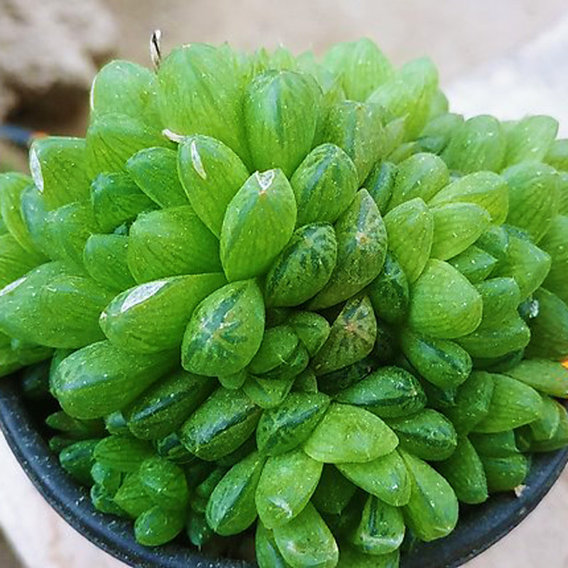 多肉植物水晶玉露状态好窗十二卷属办公室室内多肉植物