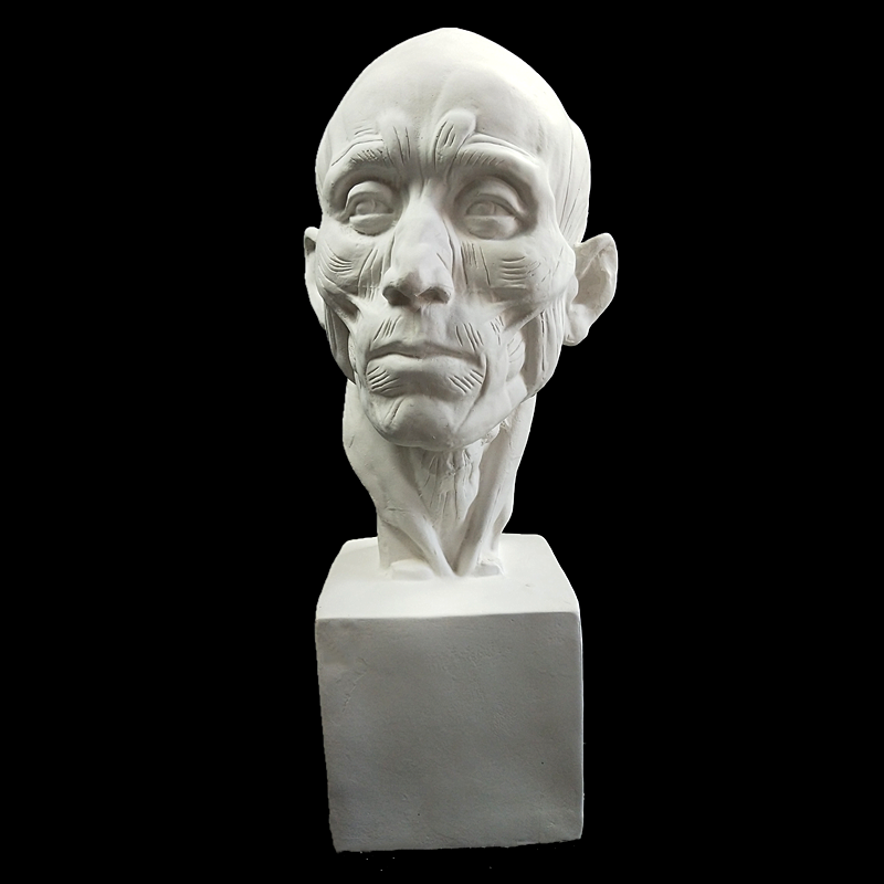 新款肌肉解剖头像石膏像素描静物模型雕像装饰摆件石膏美术教具