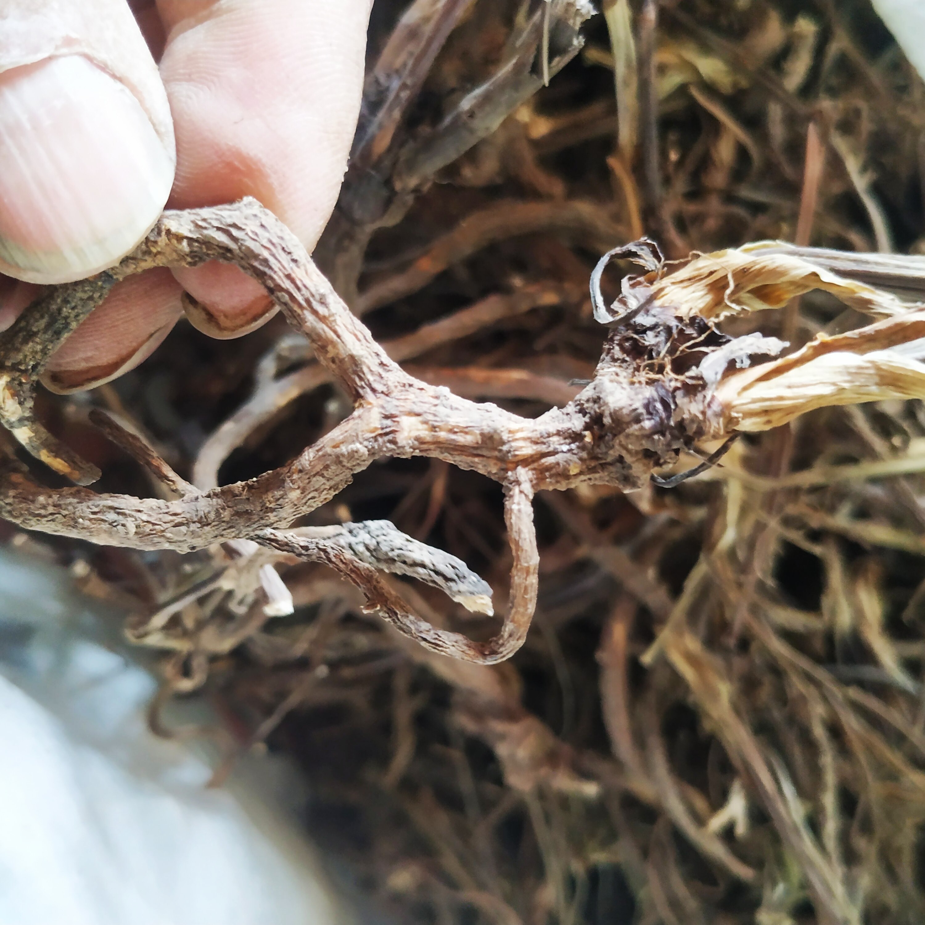 贵州省野生杏叶防风500g包邮中草药臭羊山骚羊古山其它干货