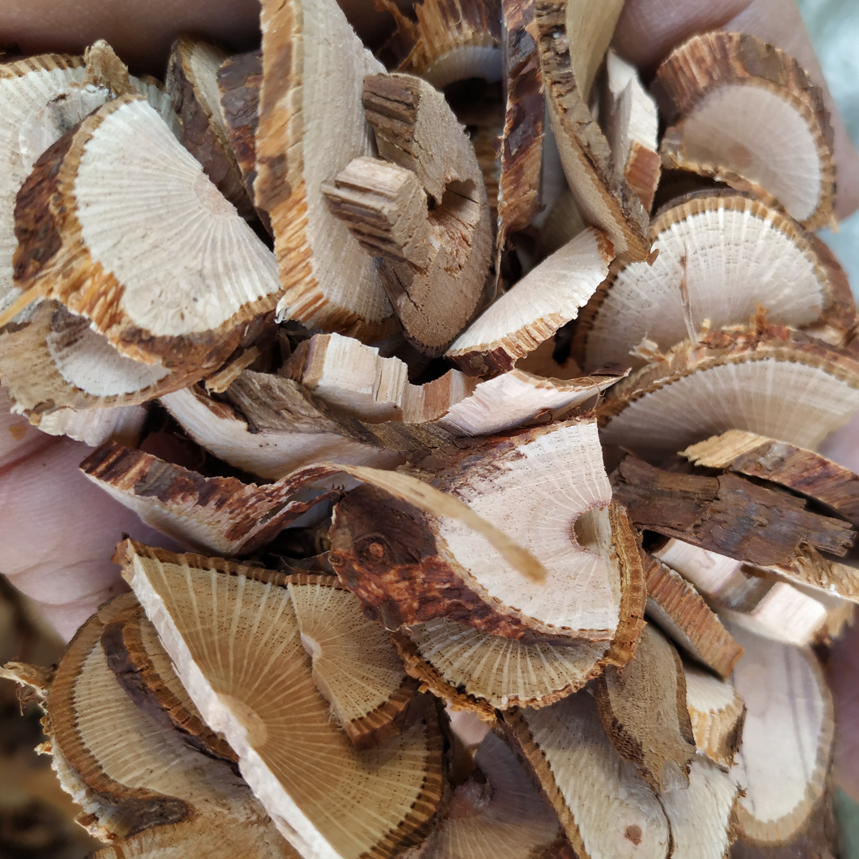 贵州省野生阎王刺250克包邮非云实根中草药材野生倒钩刺状无硫