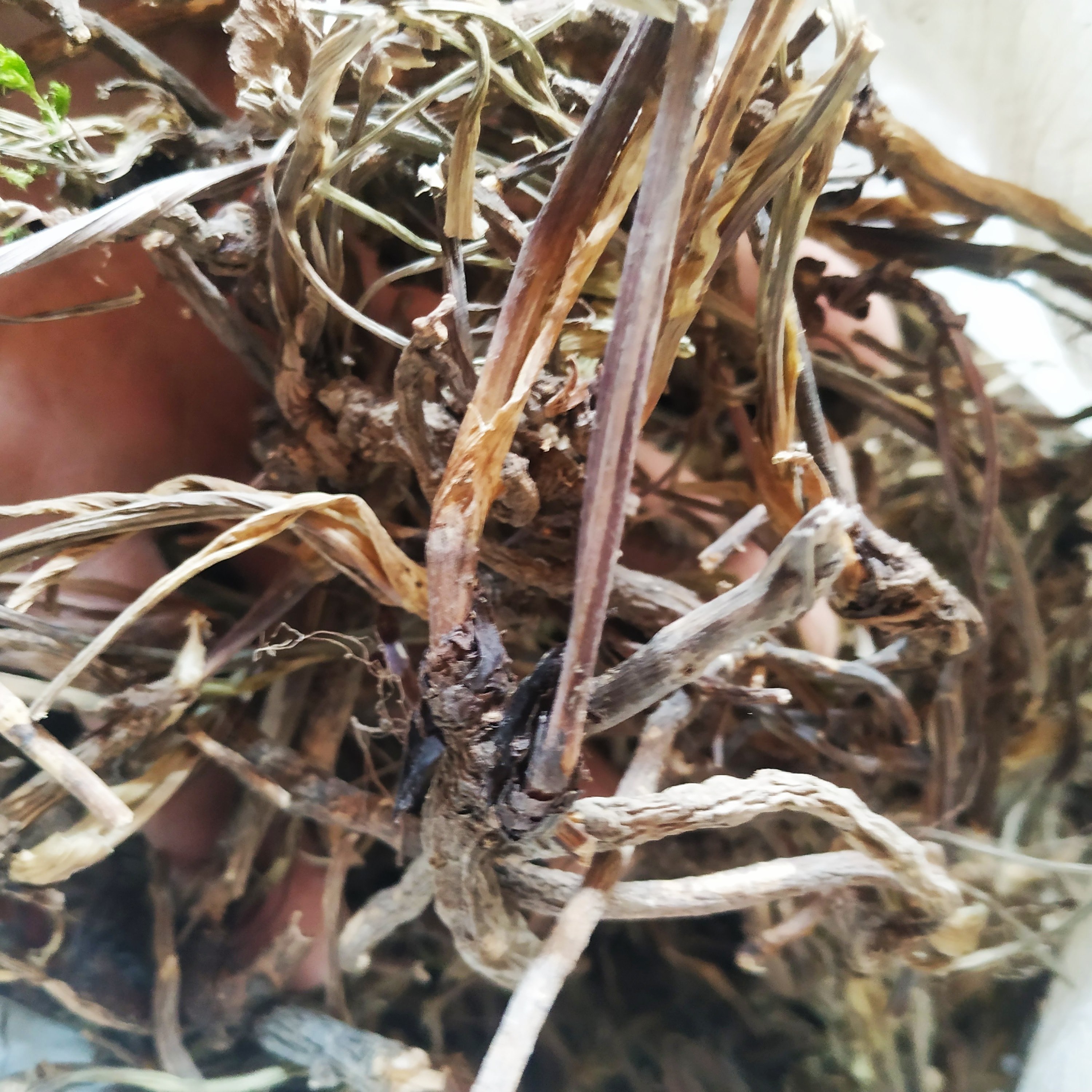 贵州省野生杏叶防风500g包邮中草药臭羊山骚羊古山其它干货