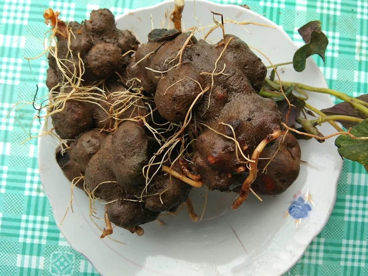 贵州白蛇胆辟虺躲蛇生蛇胆苗药特产500g背蛇生草药传统滋补品其他