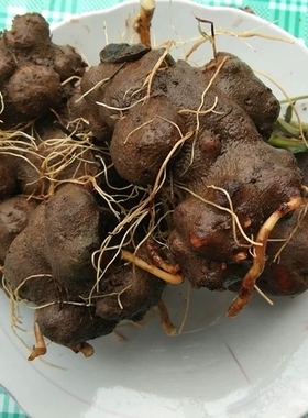 贵州特产新鲜朱砂莲草药背蛇生苗药