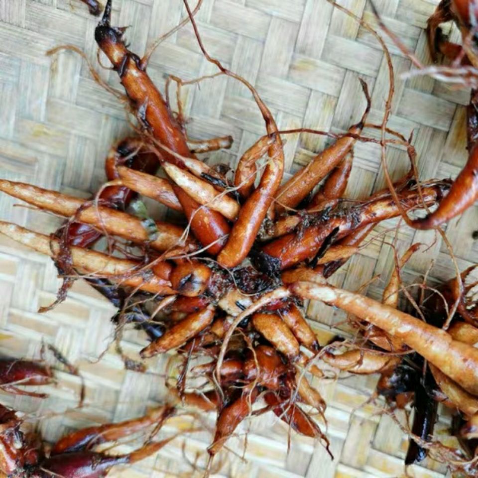 贵州野生红活麻根中药材小红红麻红禾红火麻纯根其他药食同源食品