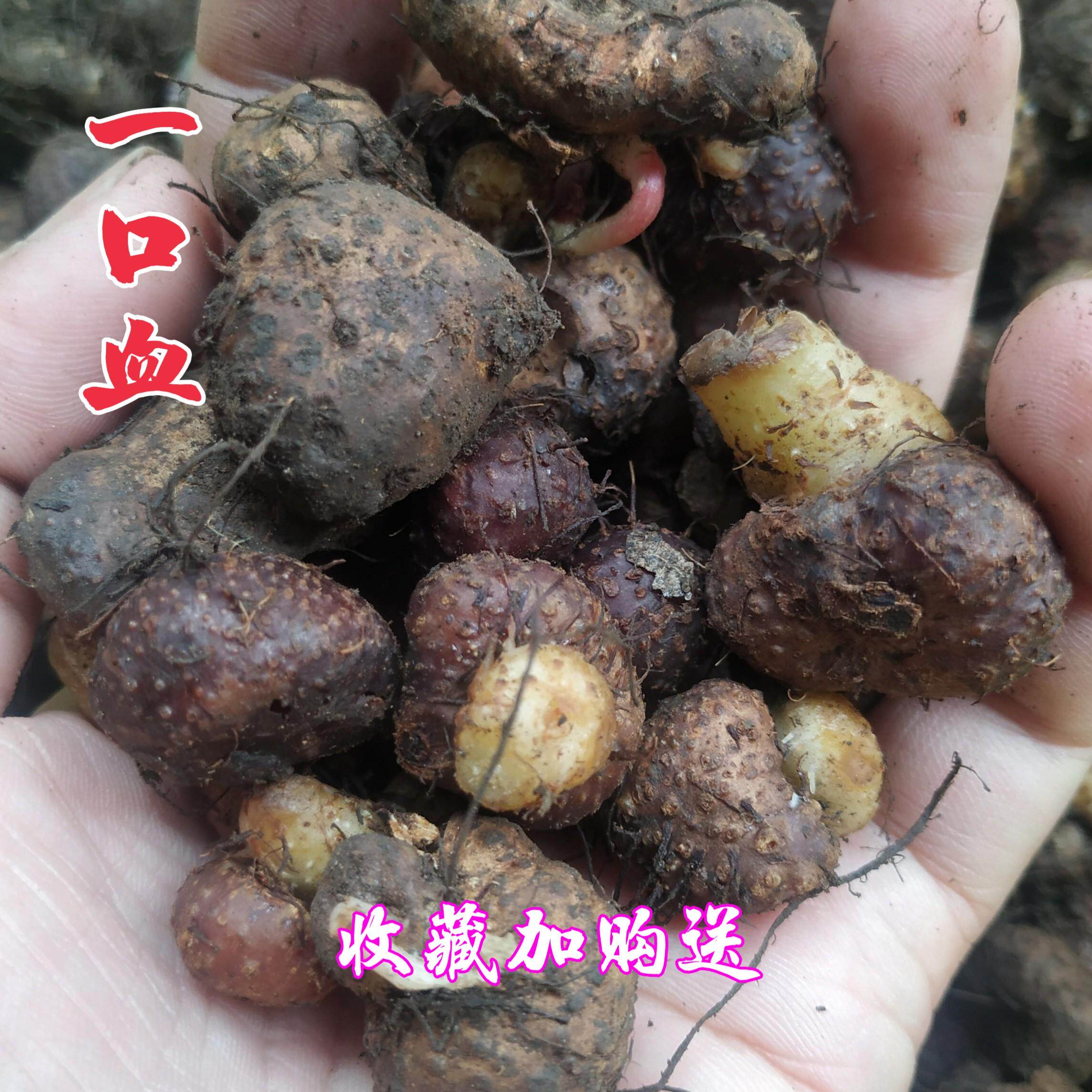 一口苗药药材中草滴血一滴地产野生海拔高海拔其他药食同源食品