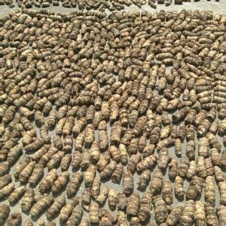 贵州雪里见干品野生中药材雪里见干货野包谷半截烂烂半截50