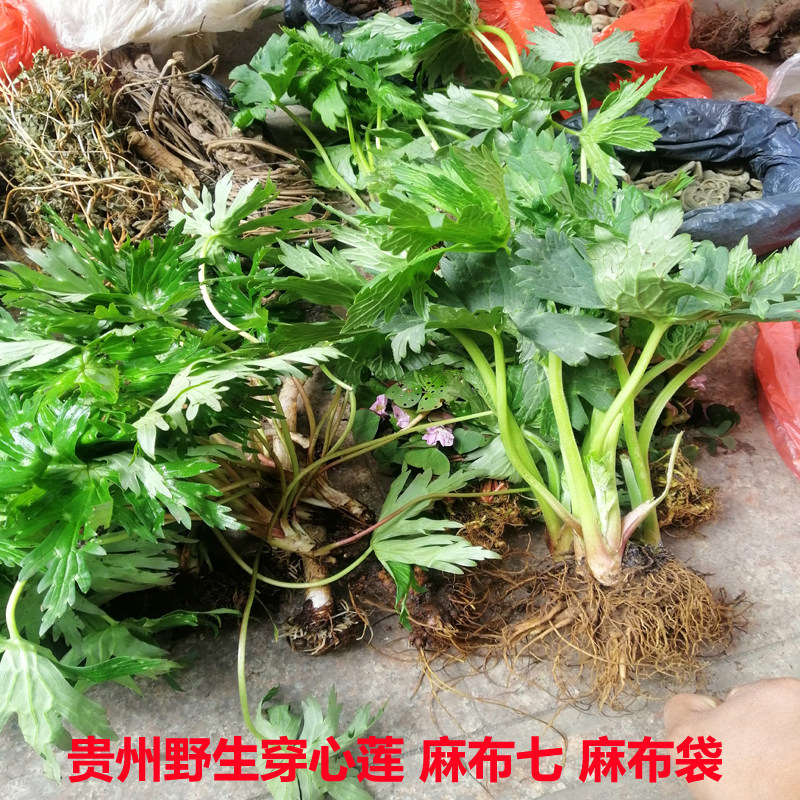 贵州省野生麻布七中草药药材川心莲破骨统天网子传统滋补品其他