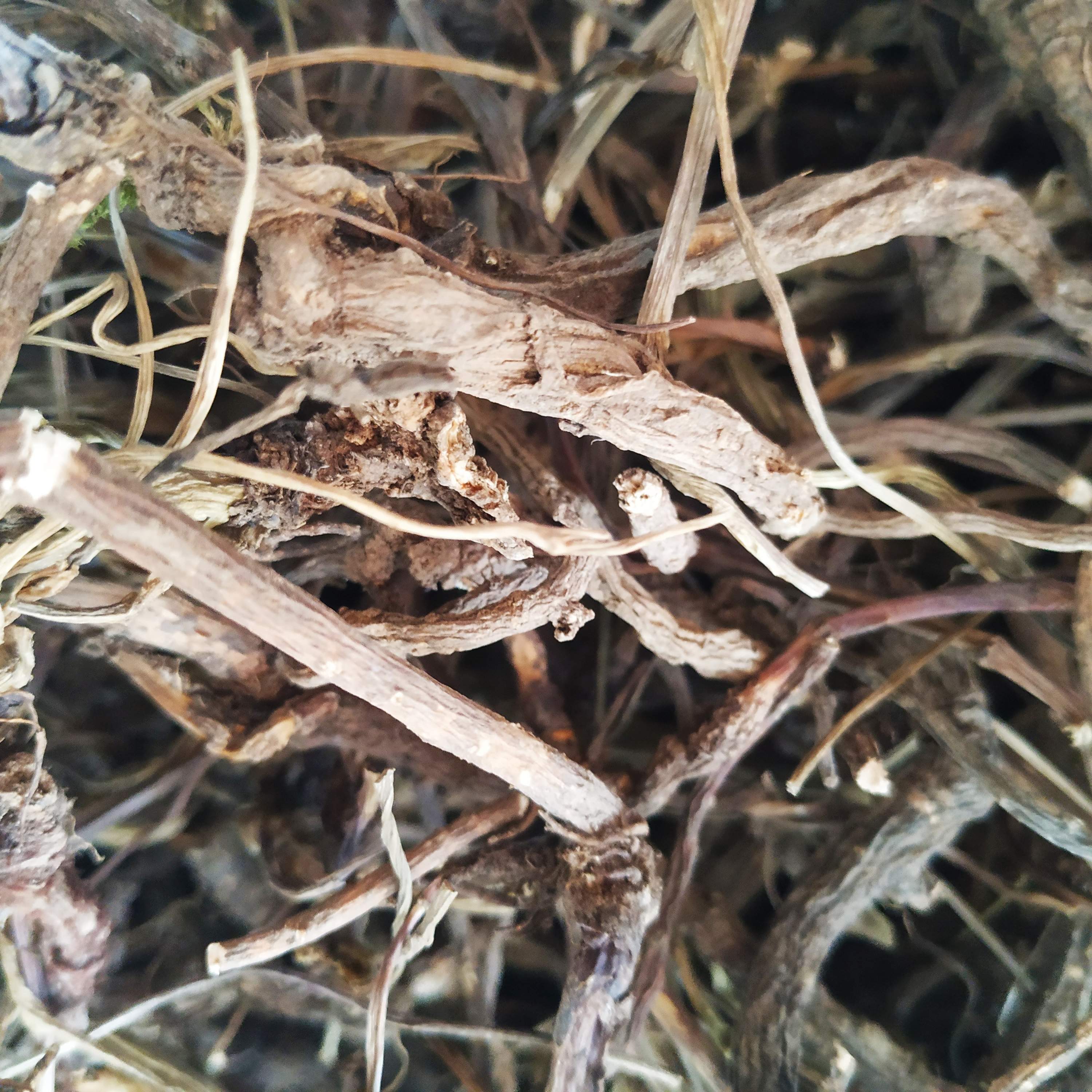 贵州省野生杏叶防风500g包邮中草药臭羊山骚羊古山其它干货