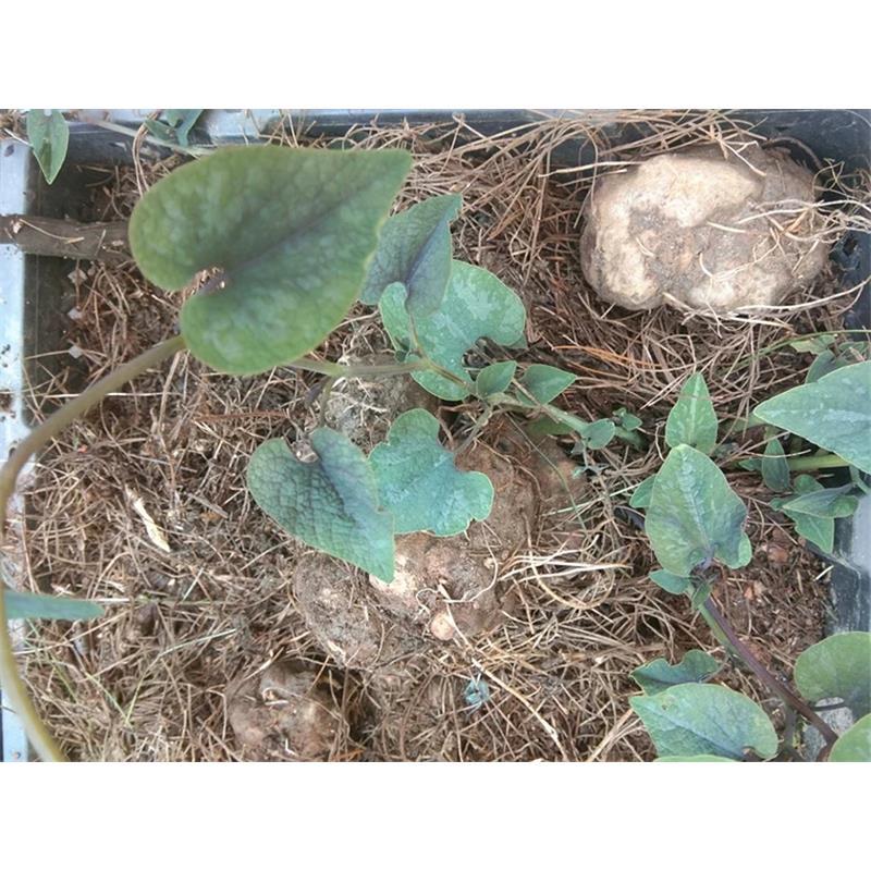 贵州省中草药野生白蛇胆蛇胆避蛇生朱砂莲雷见怕牛血其他药食同源食品