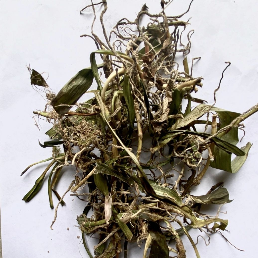 观音500克包邮贵州省野生中药材吉祥草玉带小叶万年青其他药食同源