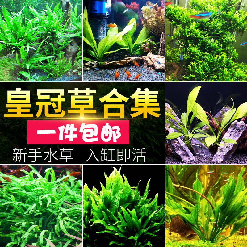 水草植物真草阴性co2懒人入门皇冠水草