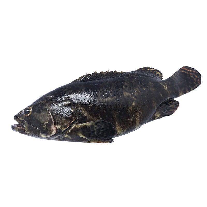鲜活活石斑龙龙胆鱼青老虎新鲜浅海本港海鲜斑鱼
