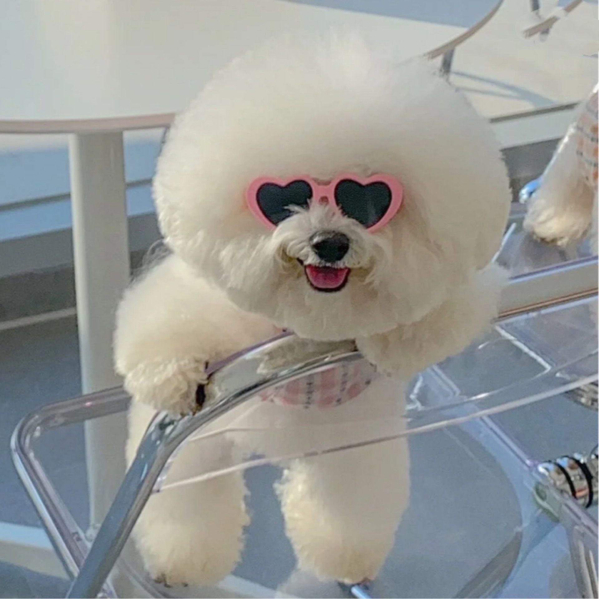 幼犬活体纯种比熊犬宠物狗幼崽白色小体立耳比熊宠物训练