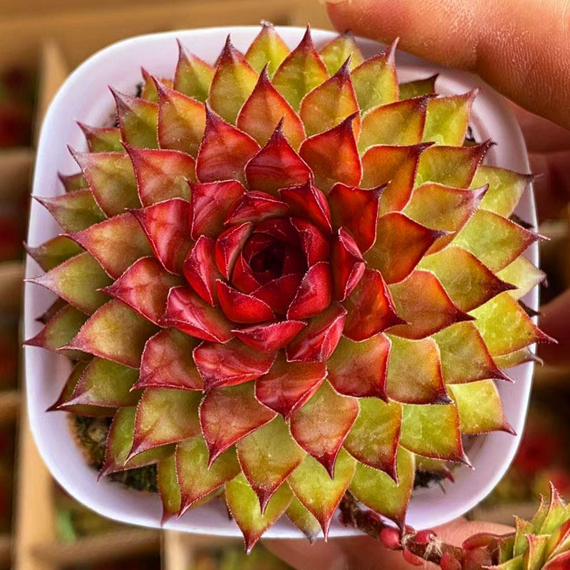 多肉植物红钻群生多头办公室室内阳台桌面因地多肉植物