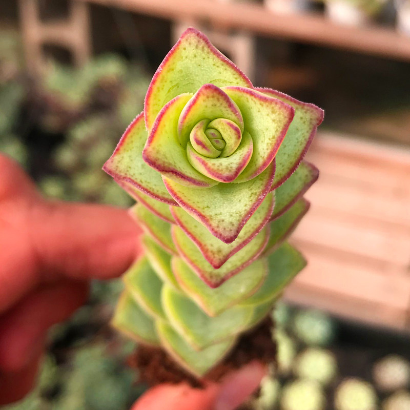 多肉植物星王子群生多头含盆带土办公室室内阳台多肉植物