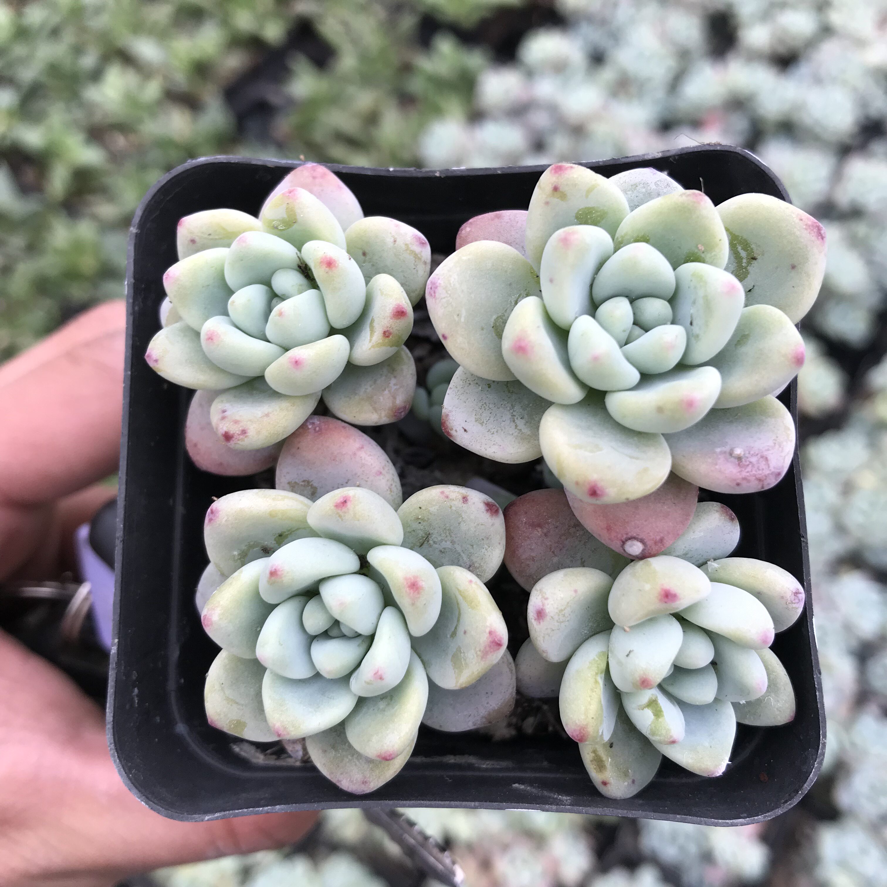 植物多肉劳尔群生多头防辐射绿植盆栽创意迷你多肉植物
