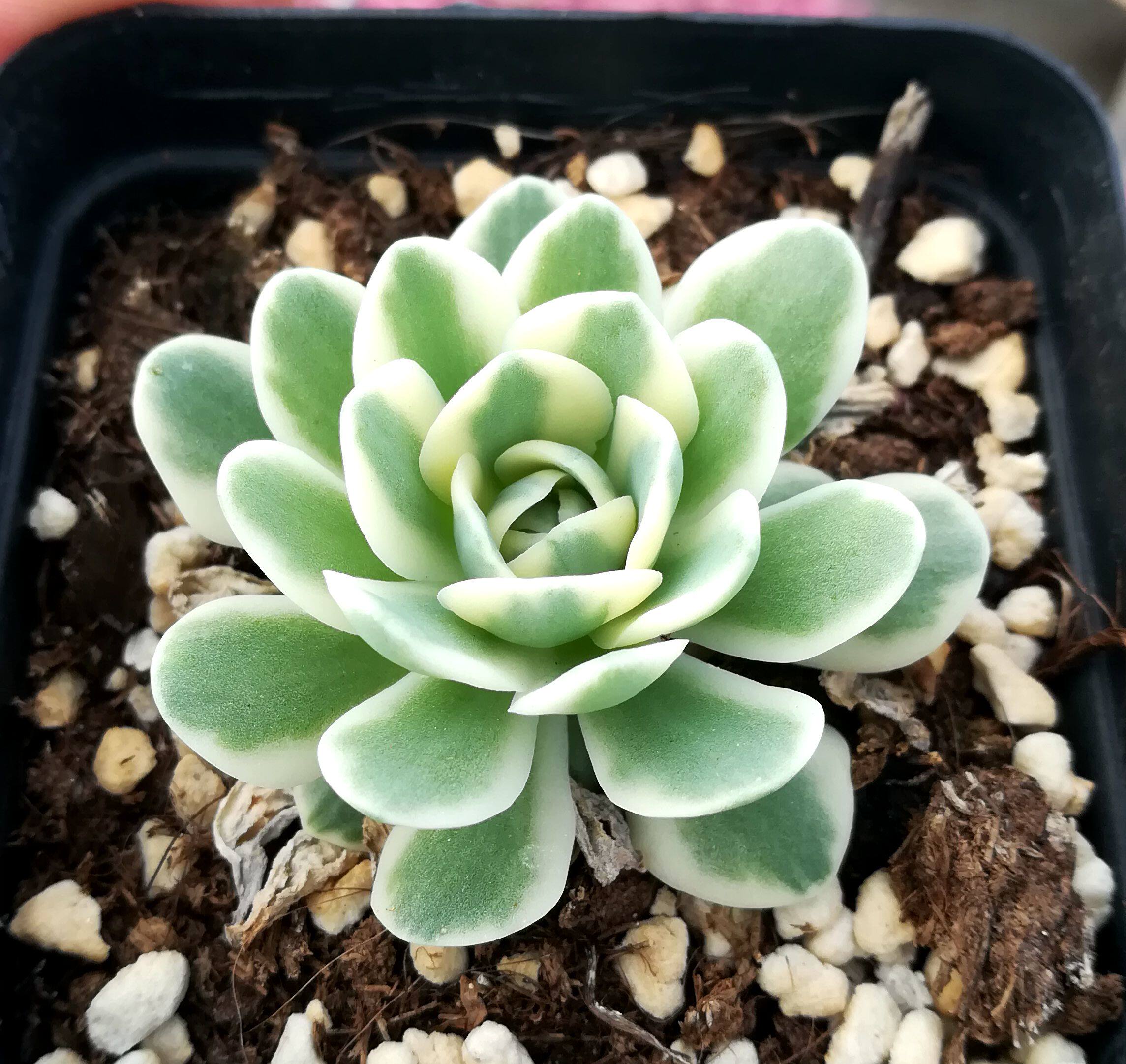 富士士多植物景天科瓦松属防辐射绿植盆栽四季多肉植物