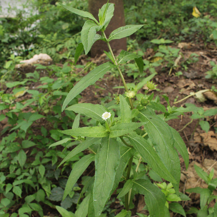 现采新货新鲜中药材野外旱莲草墨头草旱墨莲鳢肠猪牙草墨旱莲100g