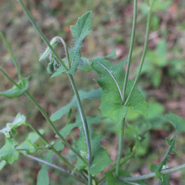 新鲜凤尾草 鸡脚草 金鸡尾 凤尾蕨 五指草野生中药材500g包邮