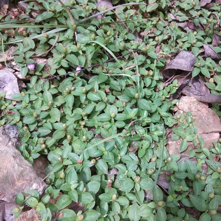 草地新鲜挖地稔地茄子地稔捻草500g现采其他药食同源食品