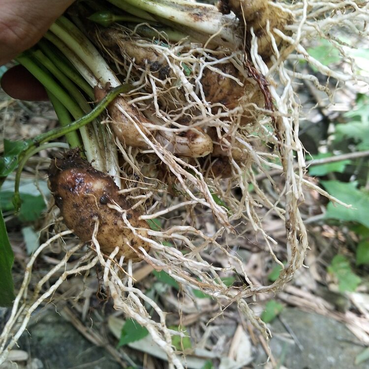 水田正宗新鲜现挖田七屈头鸡现中草药500g深山其他药食同源食品