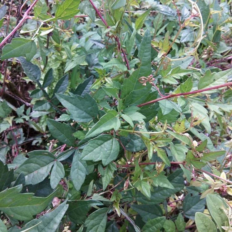 新鲜现挖白蔹中草药药材500g见肿山地地瓜红薯其他药食同源食品