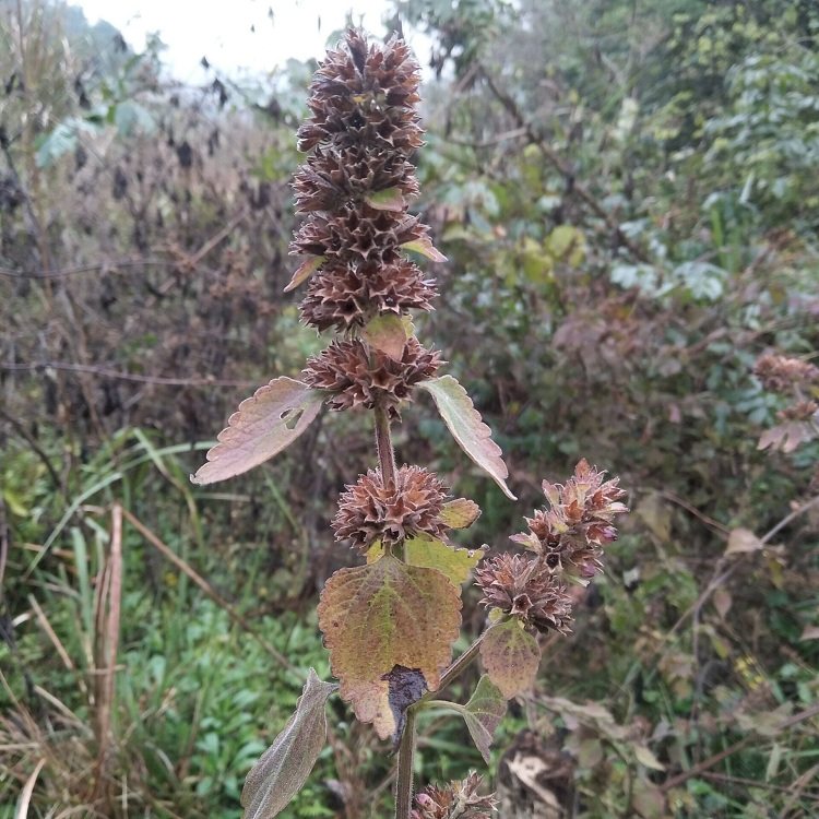 防风中草药新鲜现挖落马衣秽草土藿香排风500g其他药食同源食品