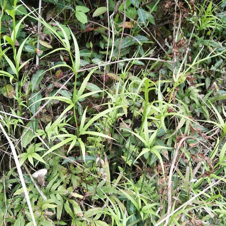 凤尾新鲜现采中草药草金鸡尾鸡脚草栏边草五指其他药食同源食品