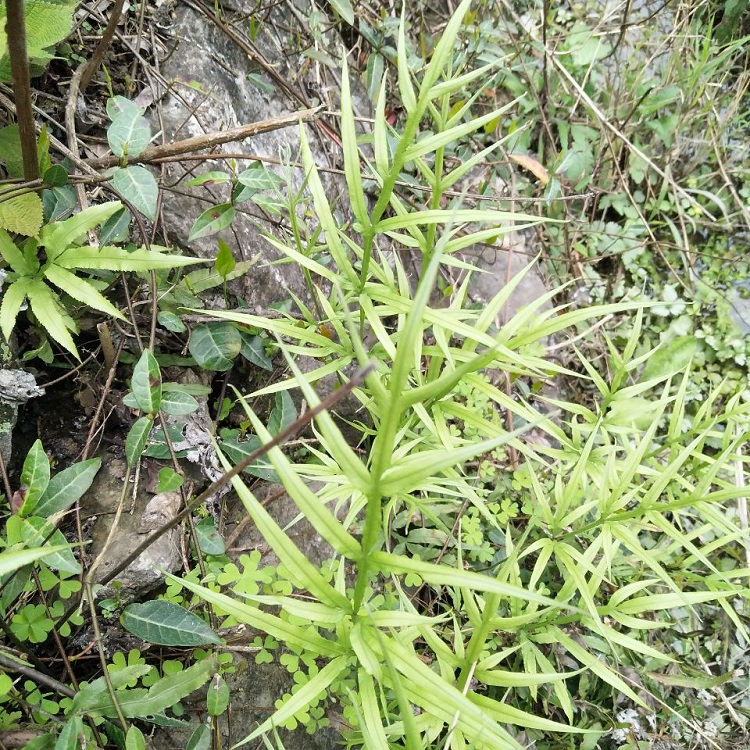 金鸡尾草别名图片