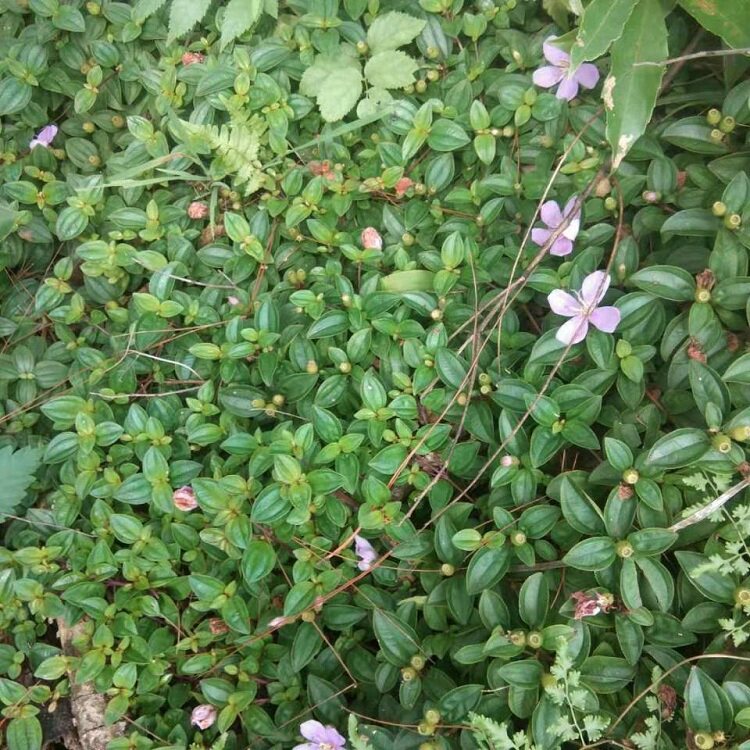 草地新鲜挖地稔地茄子地稔捻草500g现采其他药食同源食品