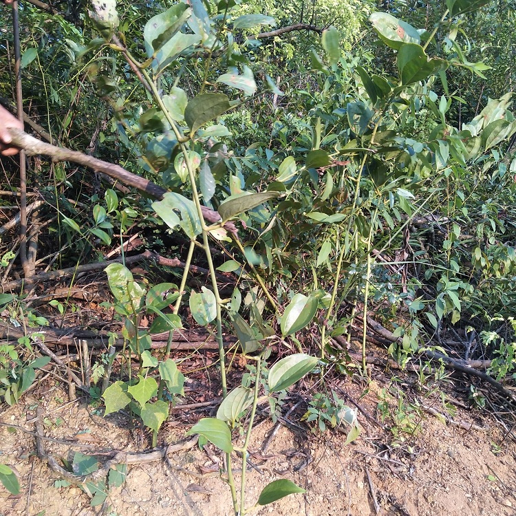 金刚中草药新鲜现挖菝葜藤乌鱼刺菱角刺根500g其他药食同源食品