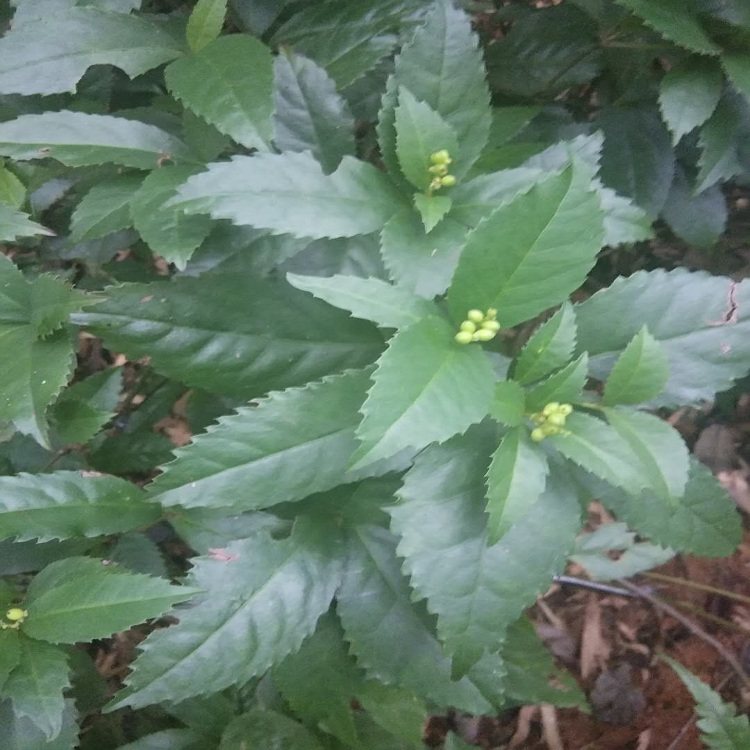 九节接骨中草药500g木水新鲜珊瑚肿节茶草现挖其他药食同源食品