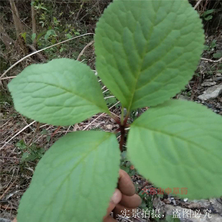 新鲜四块中草药500g银线大金刚四大独摇现挖四叶草其他药食同源食品