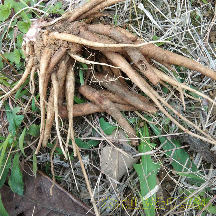 新鲜大蓟根现挖大蓟500g大刺儿菜大刺盖虎蓟马蓟刺蓟山牛蒡中草药