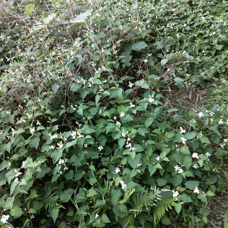 新鲜现挖鱼腥中草药耳根500g狗折耳农家中草药鱼腥草