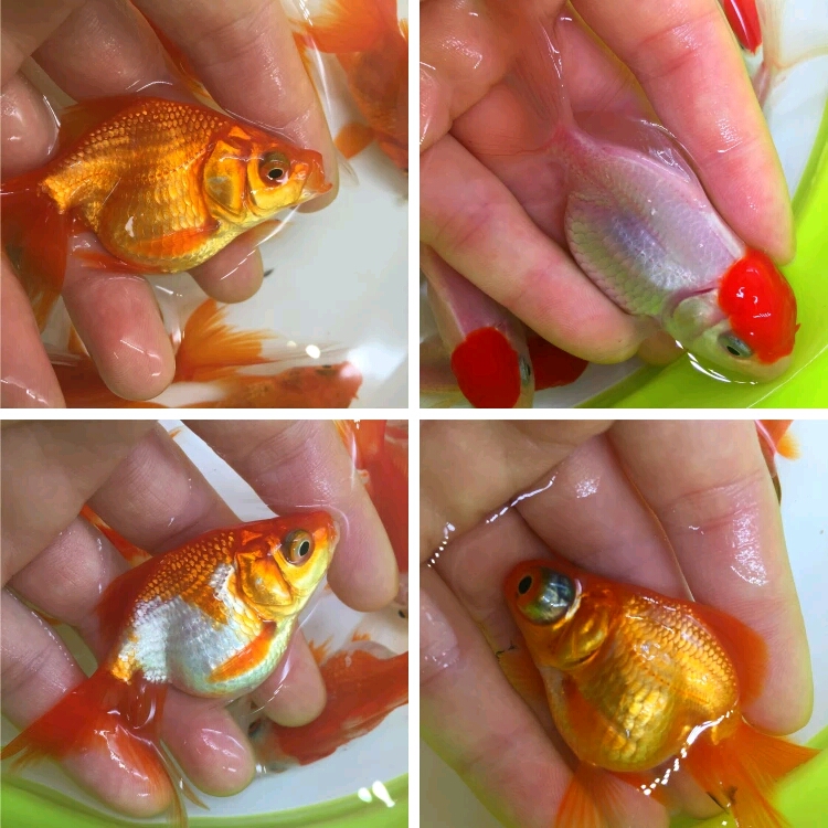 金鱼活体鱼苗冷水鱼观赏鱼红头龙睛蝶尾红狮鎏金鹤顶红包活