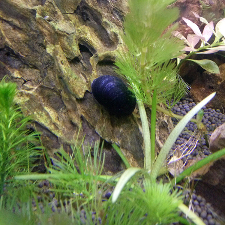 观赏苹果螺斑马螺鱼缸军帽洋葱螺水族箱强效清洁草缸除藻工具包邮