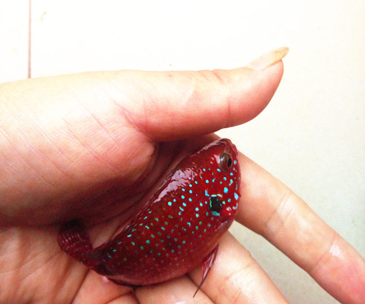 纯种进口观赏热带鱼红宝石血钻红钻石三湖慈鲷坦鲷鱼