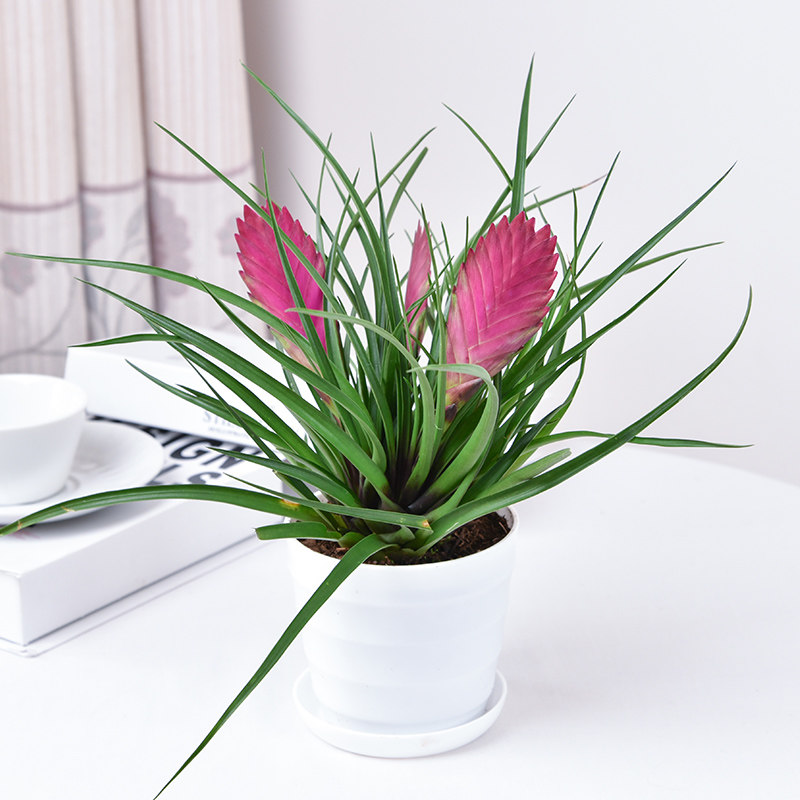 立奥铁兰紫凤梨花盆栽花卉办公桌客厅绿植带花花卉