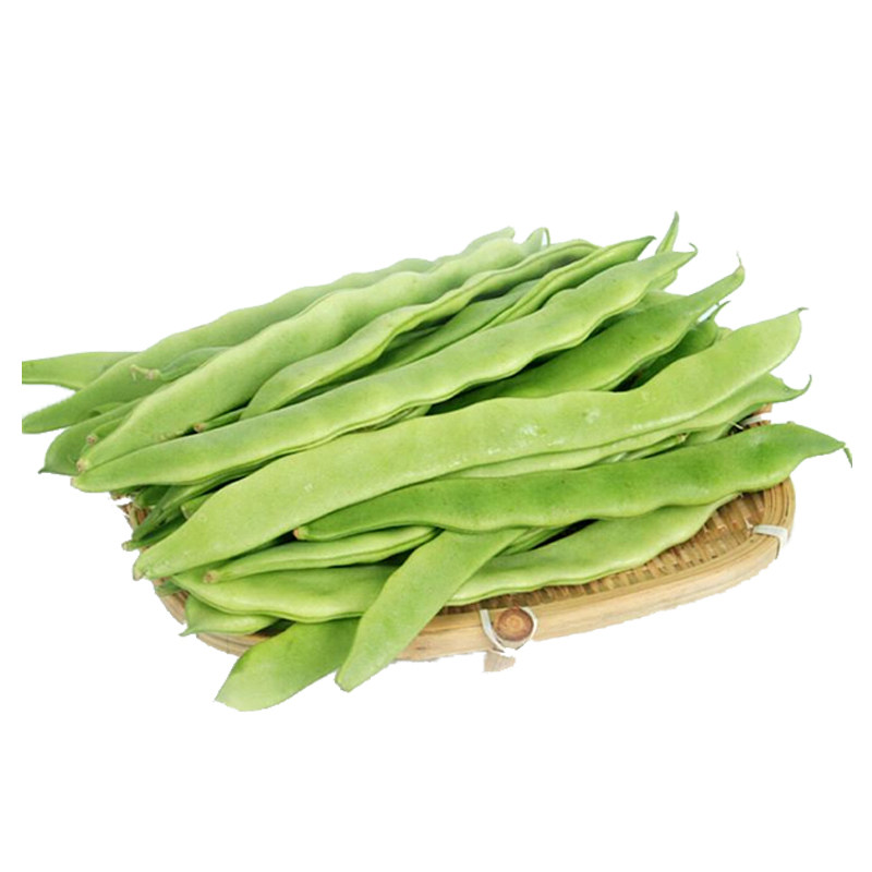 四季金龙芸豆种子扁宽豆角种籽东北绿油春秋家庭园艺种子