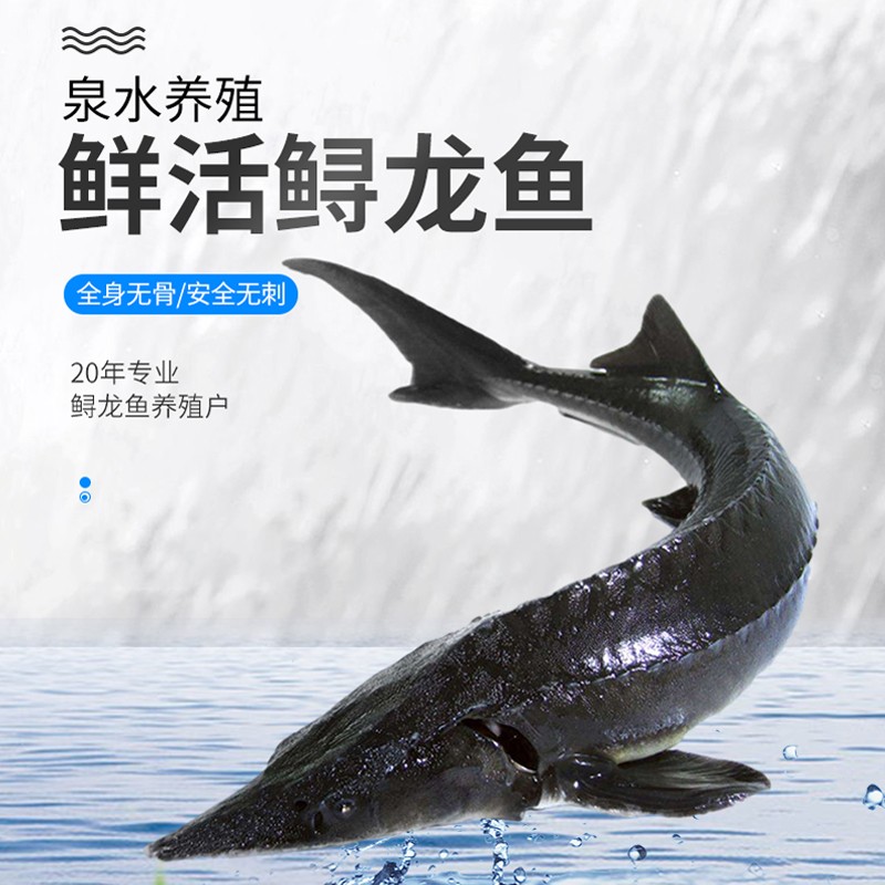 厂家发货真空现杀接单活鱼直销鲟鱼龙鱼鲟龙淡水鱼类