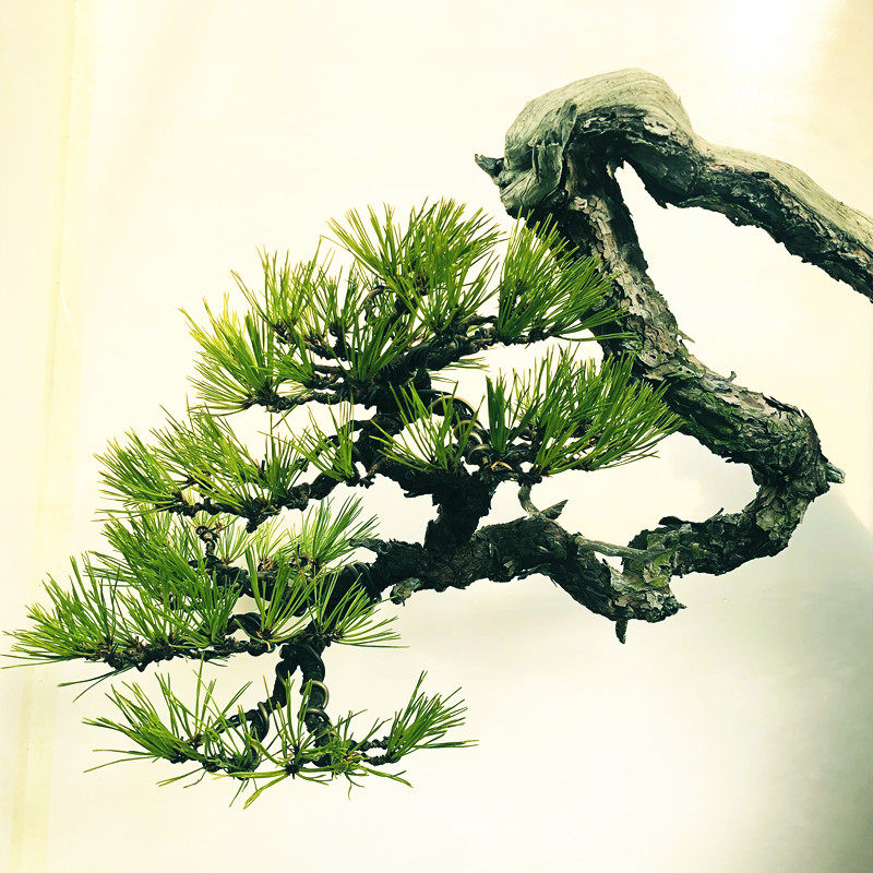 进口三河黑松盆景怪桩植物花卉绿植阳台庭院大型绿植