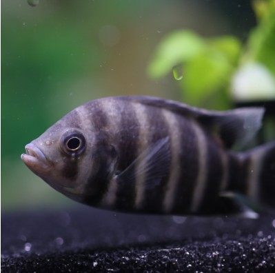 热带观赏鱼三湖慈鲷活体小型淡水马雕非洲王子鱼